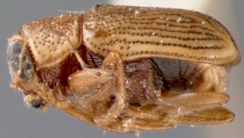 Media type: image;   Entomology 8770 Aspect: habitus lateral view